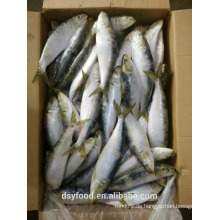 Gefrorene sardine